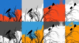 Silhouetted Crow Collage