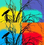 Silhouetted Crow Collage