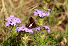 Silver Spotted Skipper On Flower