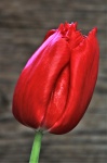 Single Red Tulip Close-up