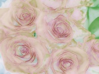 Sketchy Rose Background