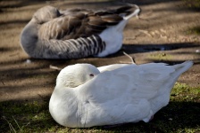 Sleeping Geese