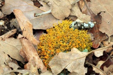 Slender Orange Bush Lichen Close-up