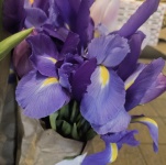 Soft Purple Iris Bouquet