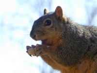 Squirrel And Mouth Open