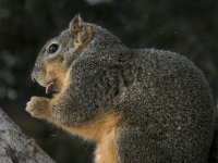 Squirrel Eating A Peanut