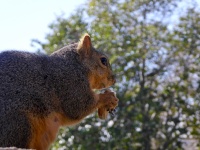 Squirrel Glancing At Camera