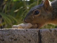 Squirrel Headshot