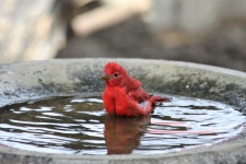 Summer Tanager In Bird Bath