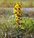 Sunflowers Behind Barbed Wire