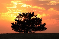 Sunset And Pine Tree