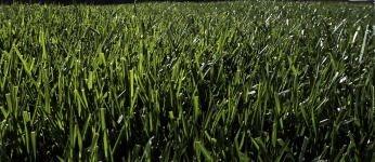 Tall Grass Background