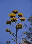 Tall Pincushion Flowers