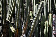 Tall Skinny Cactus