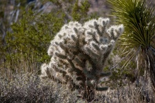 Teddy Bear Cholla Cactus