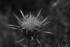 Thistle Plant In Black And White