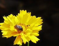 Tickseed Wildflower And Beetle