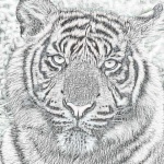 Tiger Pencil Drawing