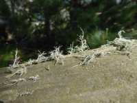 Tiny Moss Plants