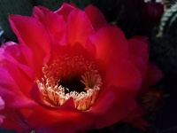 Translucent Red Flower