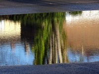 Tree Reflection In Water