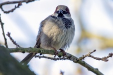 Tree Sparrow Passer Montanus