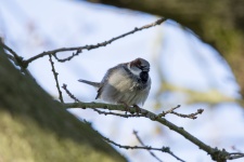 Tree Sparrow Passer Montanus