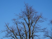Tree Tops Against A Blue Sky