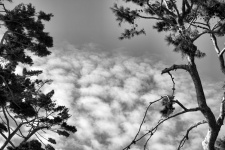 Tree Tops And Clouds