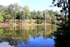 Trees And Lake Reflection