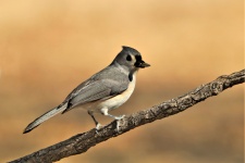Tufted Titmouse On Branch 3