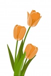 Tulips Illustration Clipart