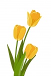 Tulips Illustration Yellow