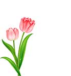 Tulips Pink Illustration Clipart