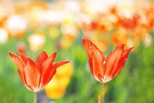 Tulips With Bokeh Background