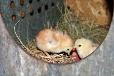 Two Baby Chicks In Nest