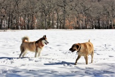 Two Dogs Playing In Snow