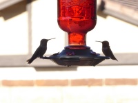 Two Hummingbirds Feeding