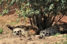 Two Meerkat Napping In Shade