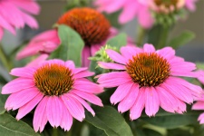 Two Pink Coneflowers Close-up