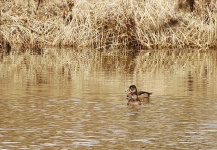 Two Ring-necked Ducks On Pond