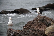 Two Seagulls On Rocks