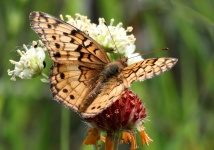 Variegated Fritillary Butterfly 3