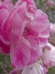 Vertical Pink Rose Background