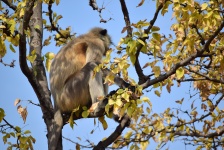 Watchful Monkey