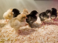Week Old Baby Chicks