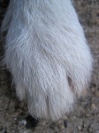 White Coarse Hair On Foot Of Dog