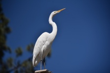 White Egret Standing