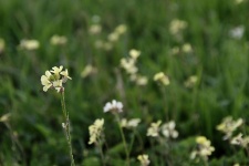 White Mustard Wildflowers