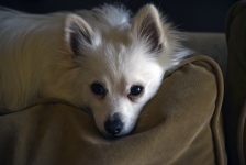 White Pomeranian Dog Portrait